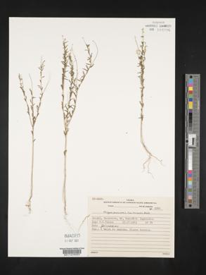 Polygala paniculata image