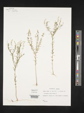 Polygala paniculata image