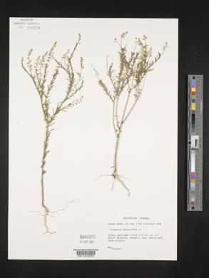 Polygala paniculata image