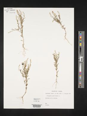 Polygala paniculata image