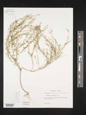 Polygala paniculata image