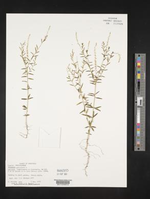 Polygala paniculata image