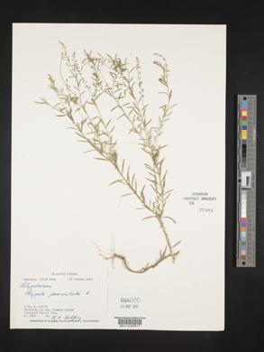 Polygala paniculata image