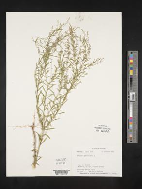 Polygala paniculata image