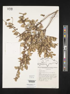 Polygala penaea image