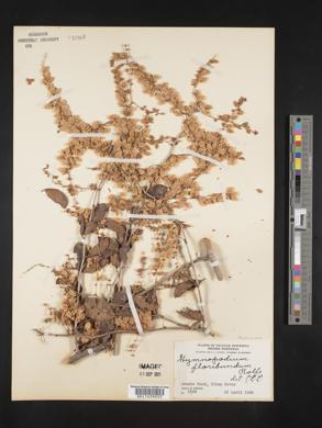 Gymnopodium floribundum image