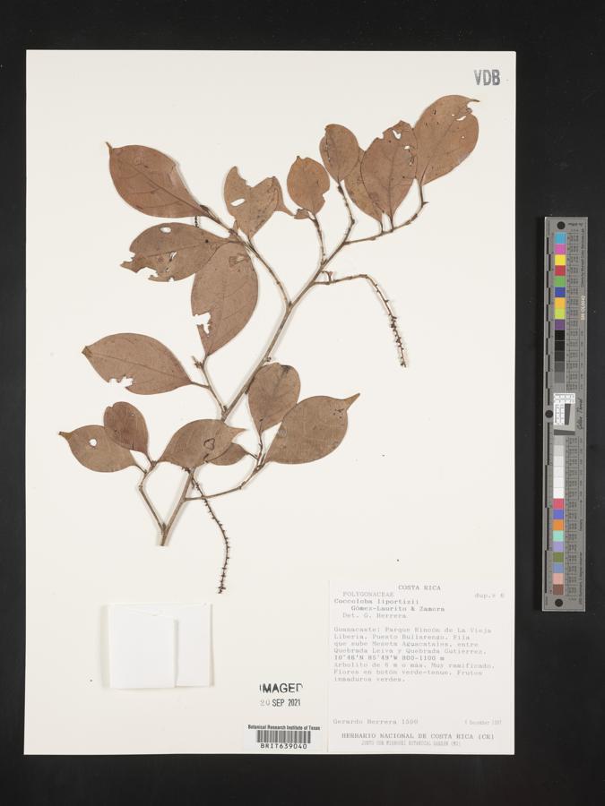Coccoloba liportizii image