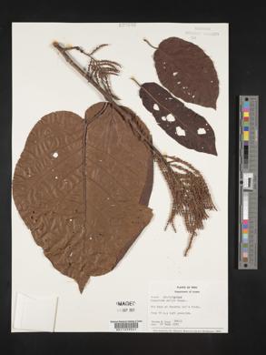 Coccoloba mollis image