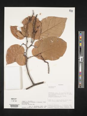 Coccoloba obovata image