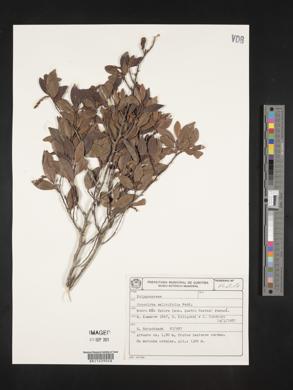 Coccoloba salicifolia image