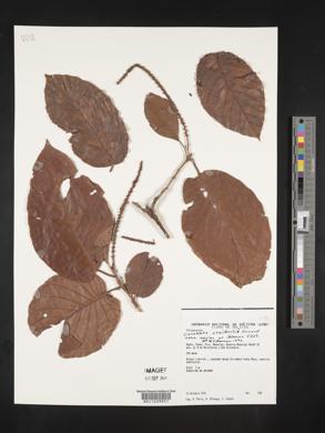 Coccoloba escuintlensis image