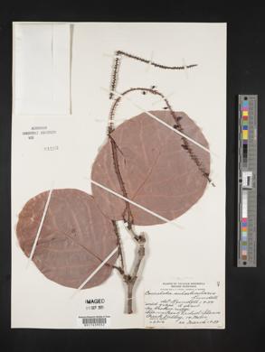 Coccoloba suborbicularis image
