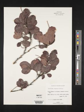 Coccoloba swartzii image