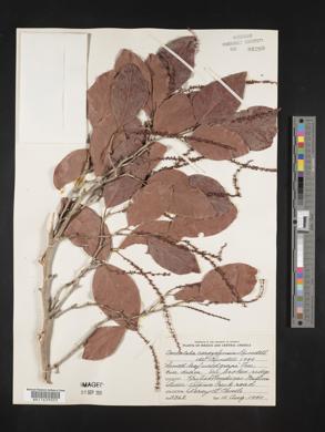 Coccoloba swartzii image