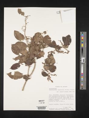 Muehlenbeckia tamnifolia image