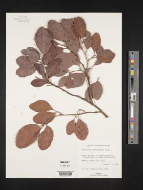 Coccoloba diversifolia image