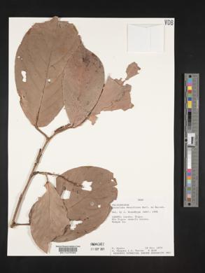 Coccoloba densifrons image