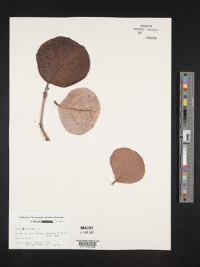 Coccoloba uvifera image