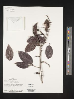 Coccoloba gentryi image