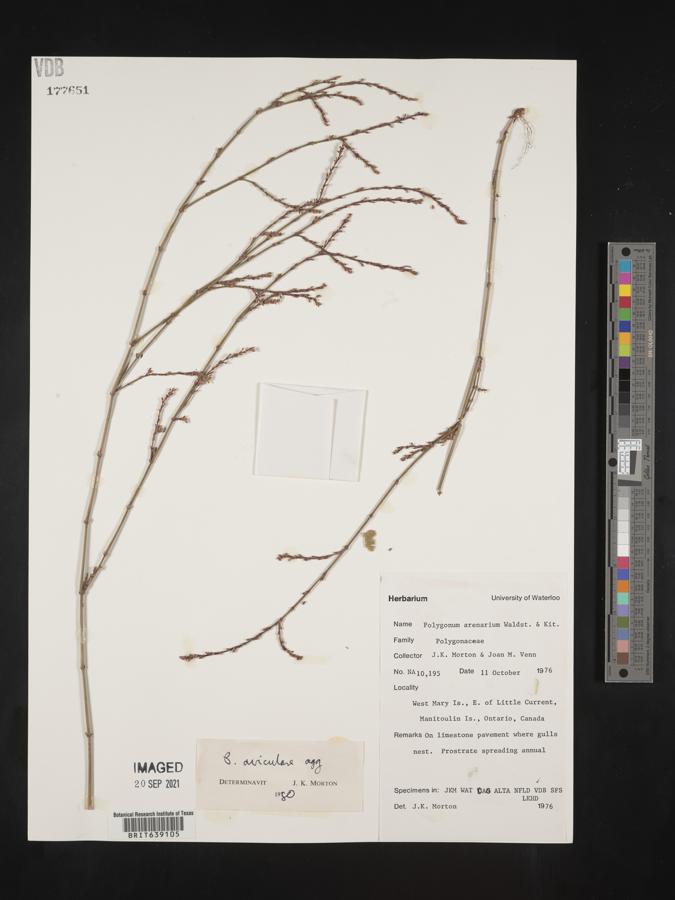 Polygonum arenarium image