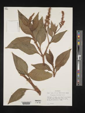 Polygonum hispidum image