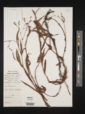 Polygonum strigosum image