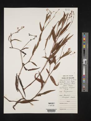 Polygonum strigosum image