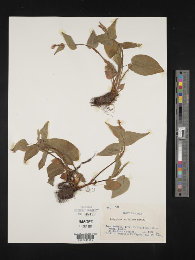Bistorta suffulta image