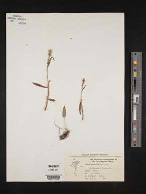 Bistorta vivipara image