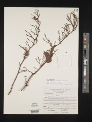 Muehlenbeckia tamnifolia image
