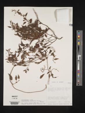 Muehlenbeckia tamnifolia image