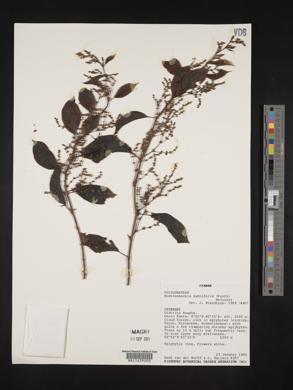 Muehlenbeckia tamnifolia image