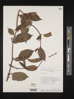 Muehlenbeckia tamnifolia image