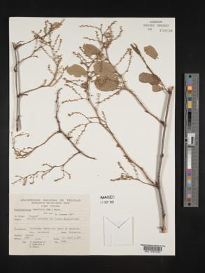 Muehlenbeckia tamnifolia image