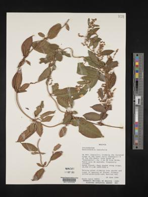 Muehlenbeckia tamnifolia image