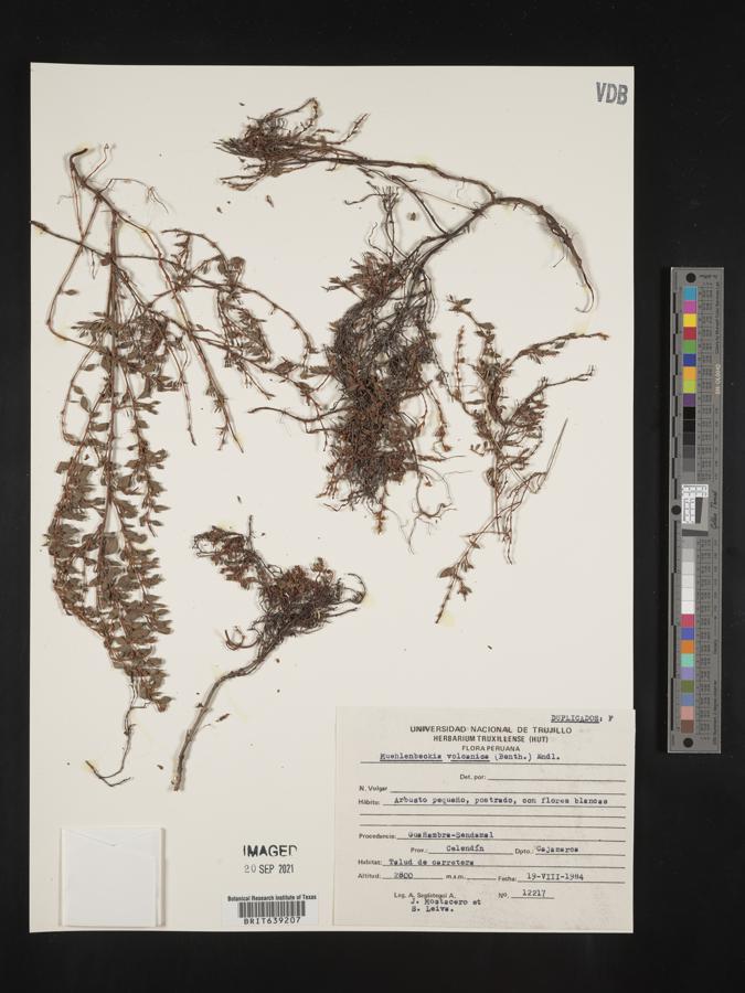 Muehlenbeckia volcanica image