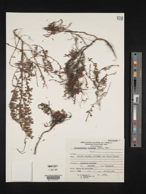 Muehlenbeckia volcanica image
