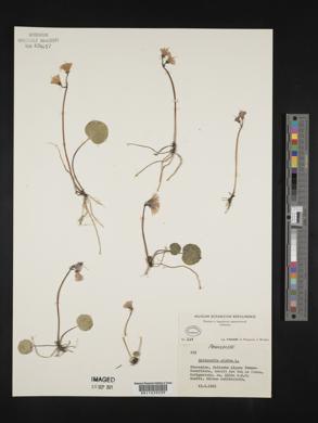 Soldanella alpina image