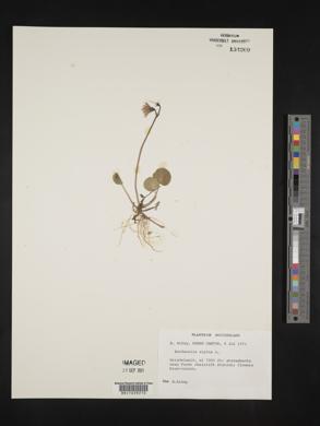 Soldanella alpina image