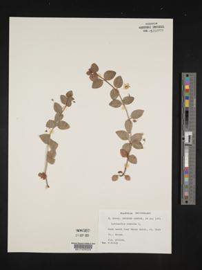 Lysimachia nemorum image