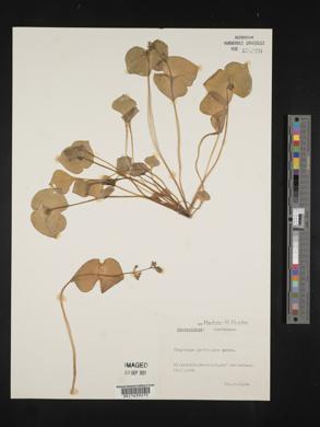 Claytonia perfoliata image