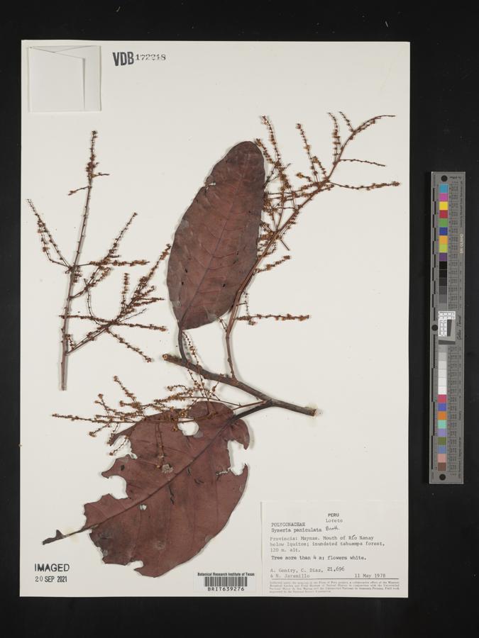 Symmeria image