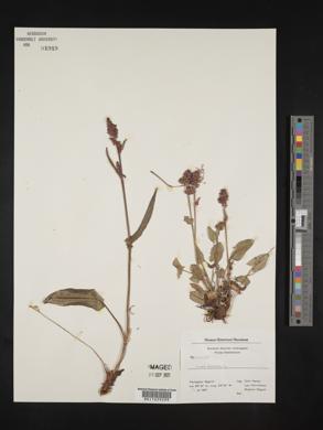 Rumex acetosa image