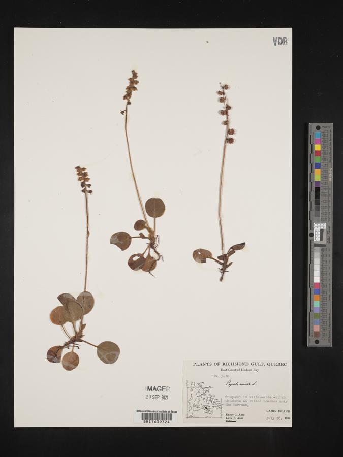 Pyrola minor image