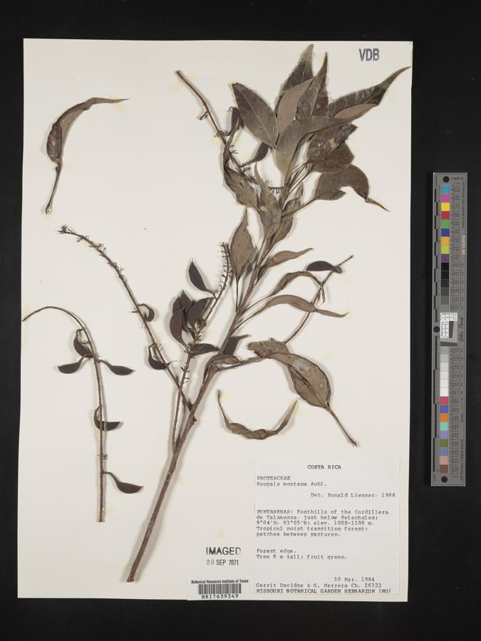 Roupala montana image