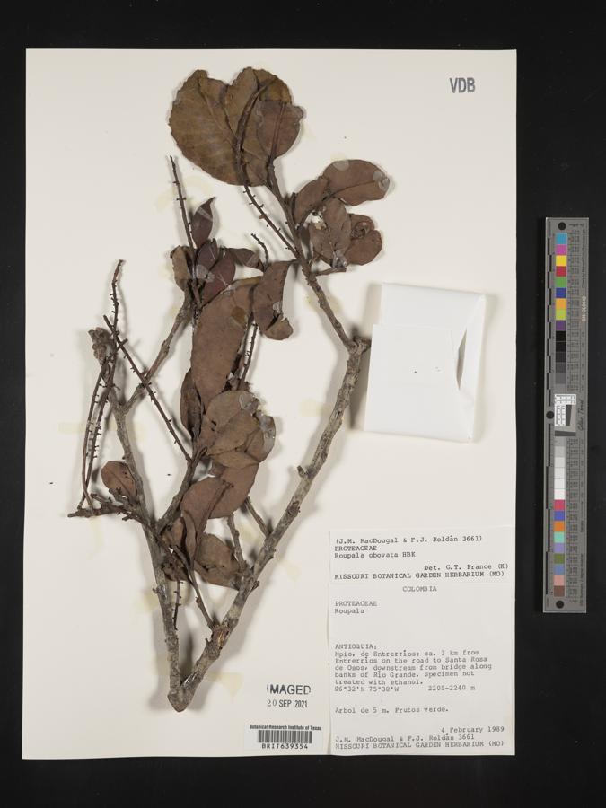 Roupala monosperma image