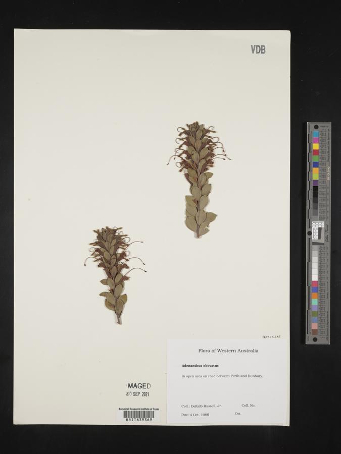 Adenanthos obovatus image