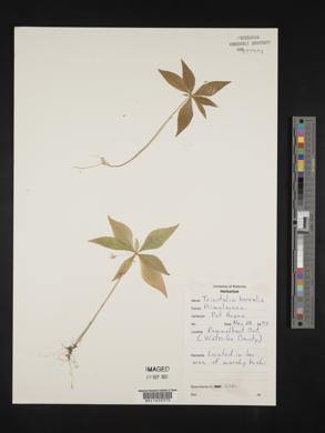 Trientalis borealis image