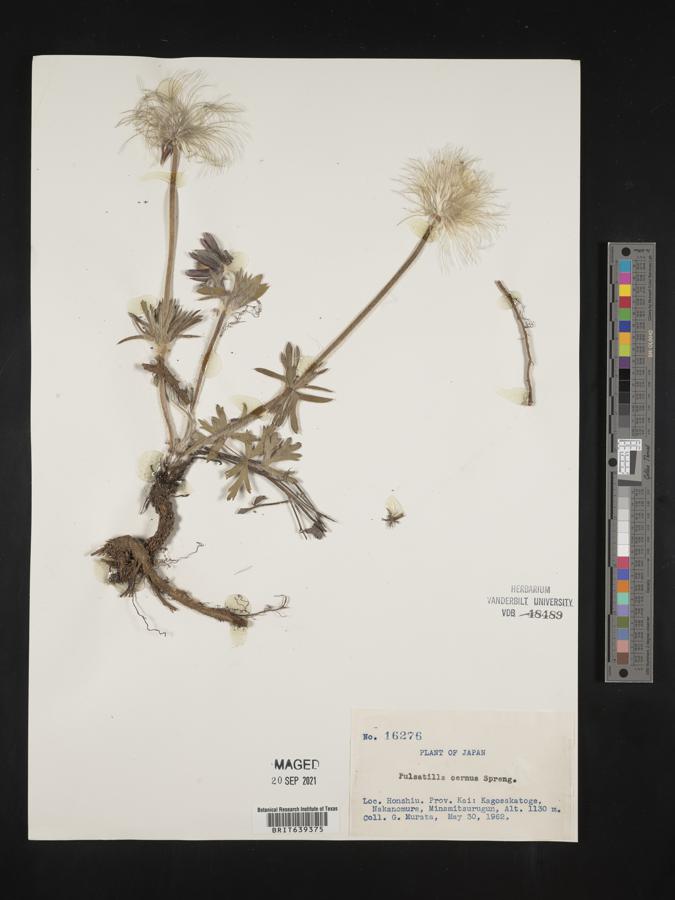Pulsatilla cernua image
