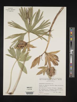 Media resource of Helleborus multifidus